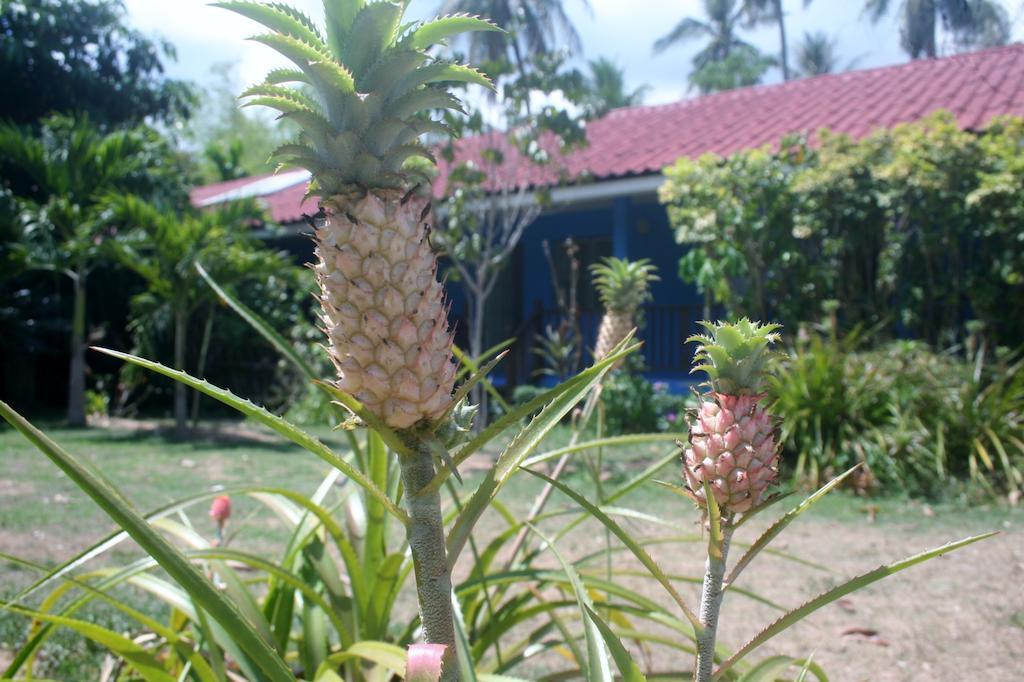 Orchard House Resort Baan Tai Exterior foto